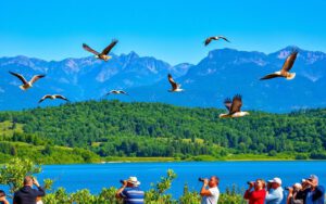 Birdwatching in BC